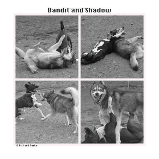 Bandit and Shadow