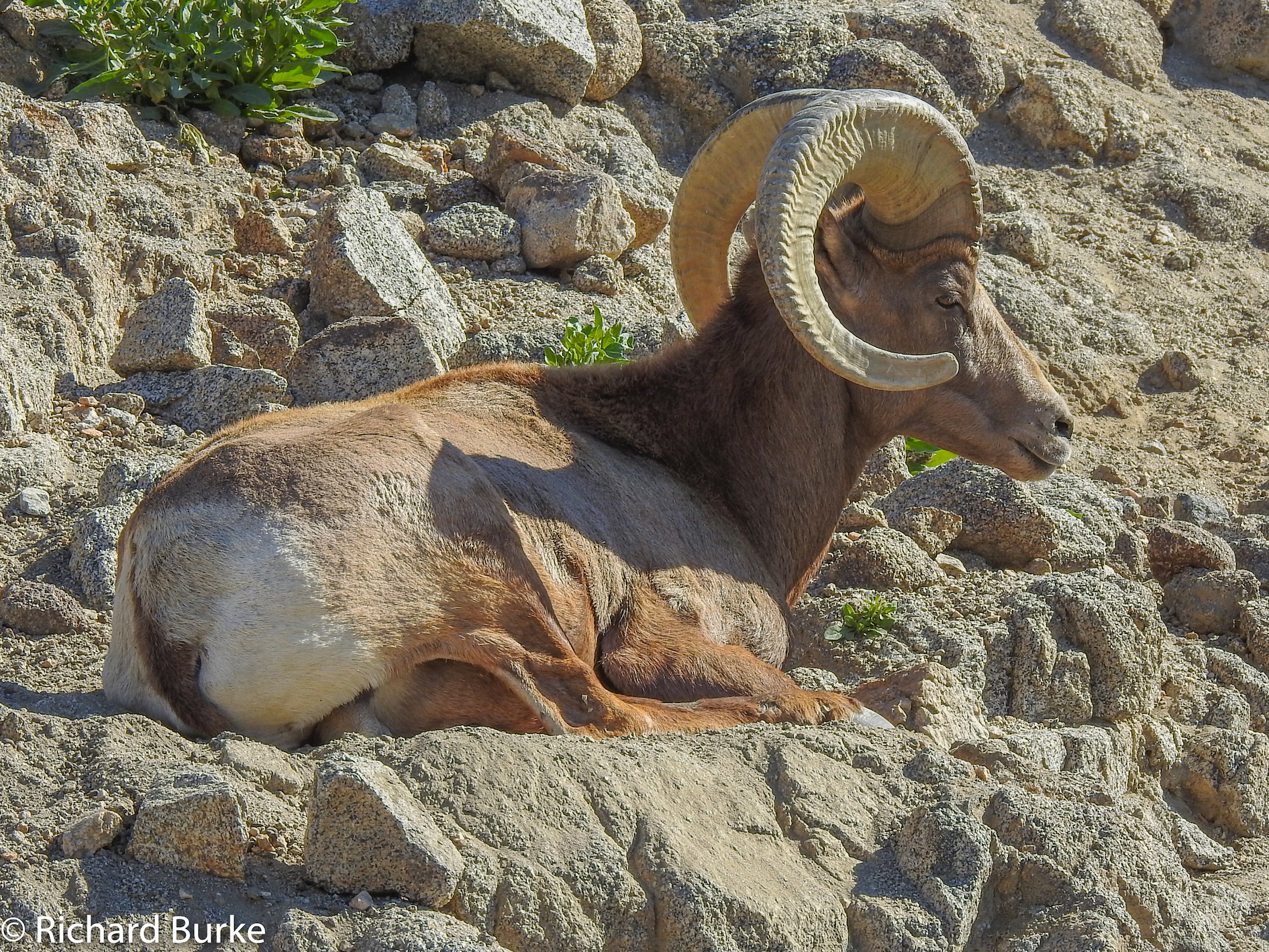 Ram Tough